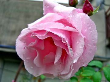 雨上がりの庭　薔薇編