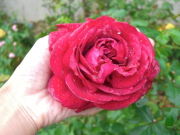 雨上がりの庭　薔薇編