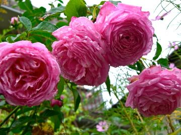 雨上がりの庭　薔薇編