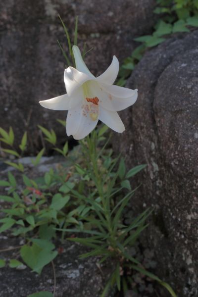 今年もシンテッポウユリと思しきユリが咲き始めました