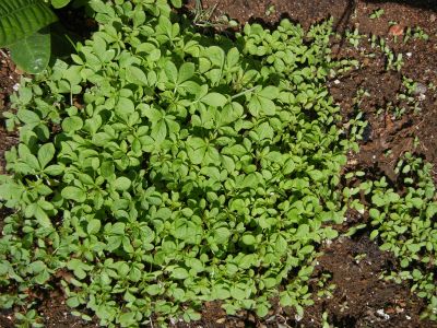 どうしましょう？クレオメの芽が一杯出て来ちゃいました