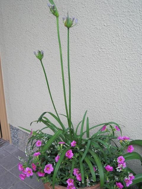 寄せ植え