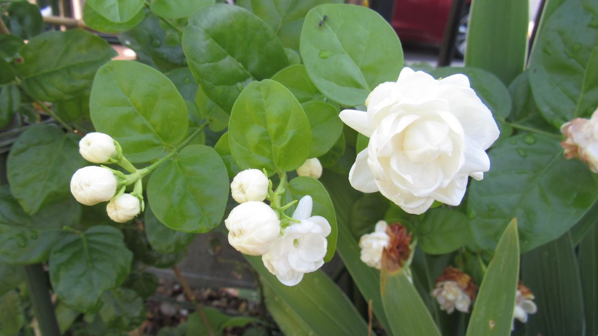 今一番元気な花-茉莉花(マツリカ)