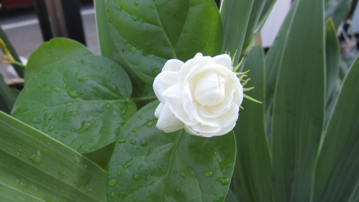 今一番元気な花-茉莉花(マツリカ)