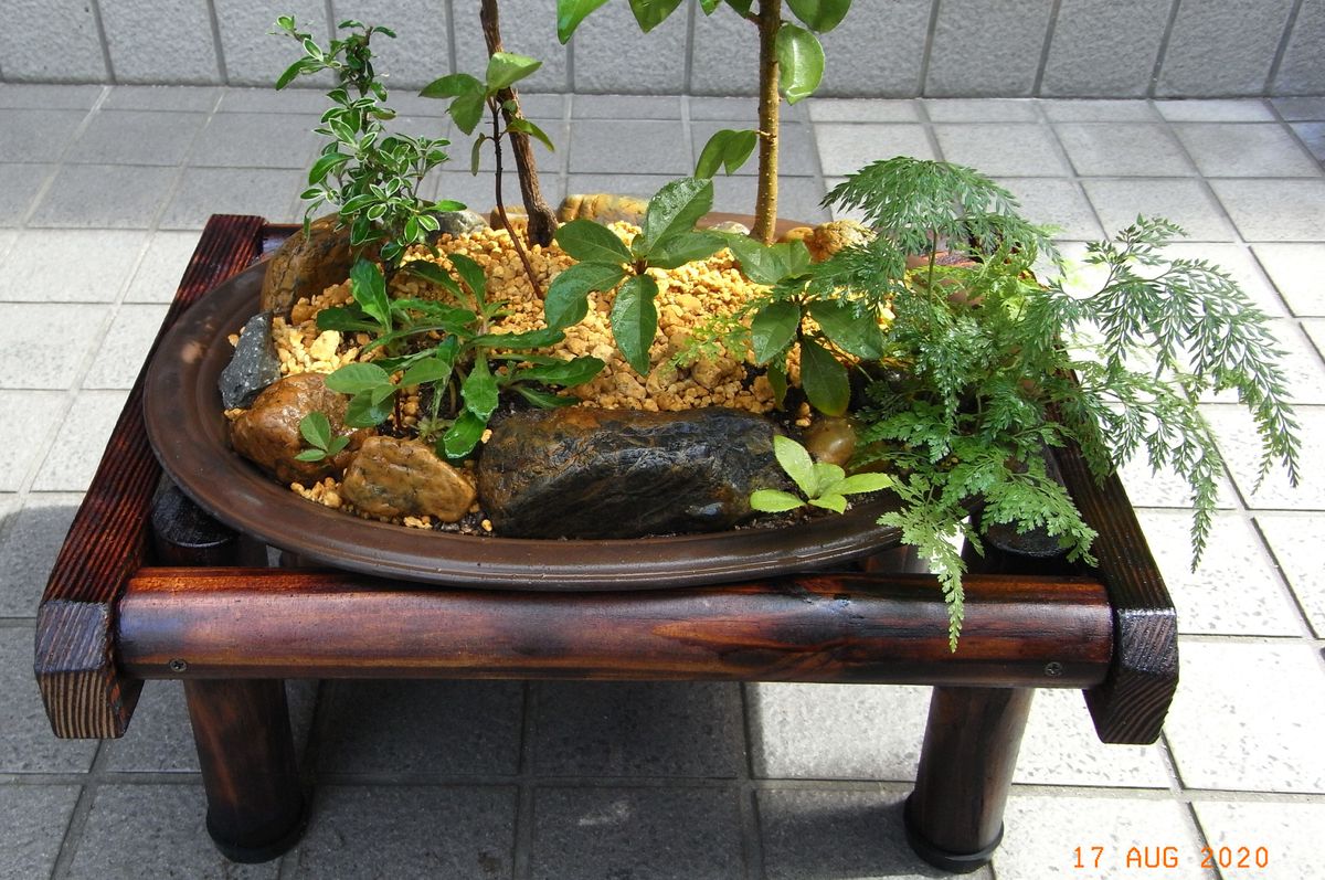 寄せ植えモドキ（４）