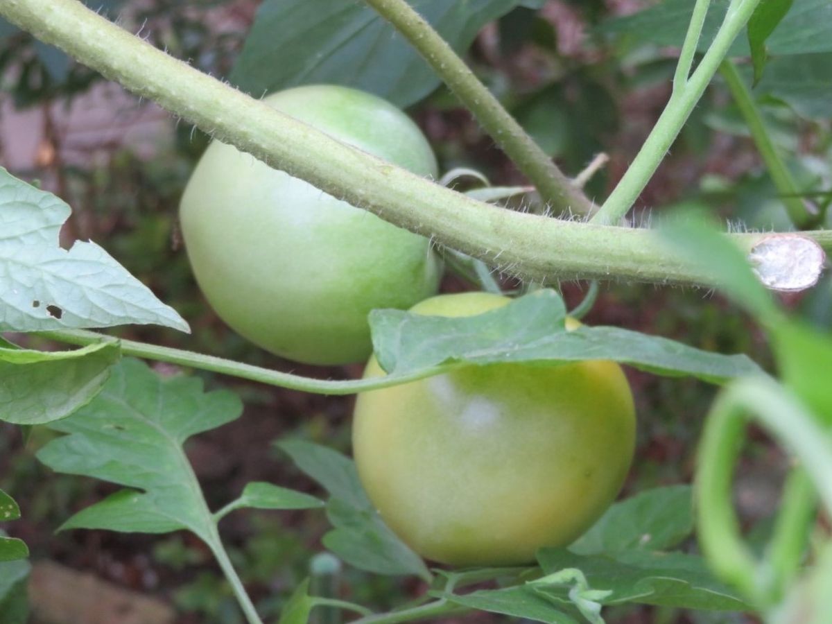 夏場のトマトたち