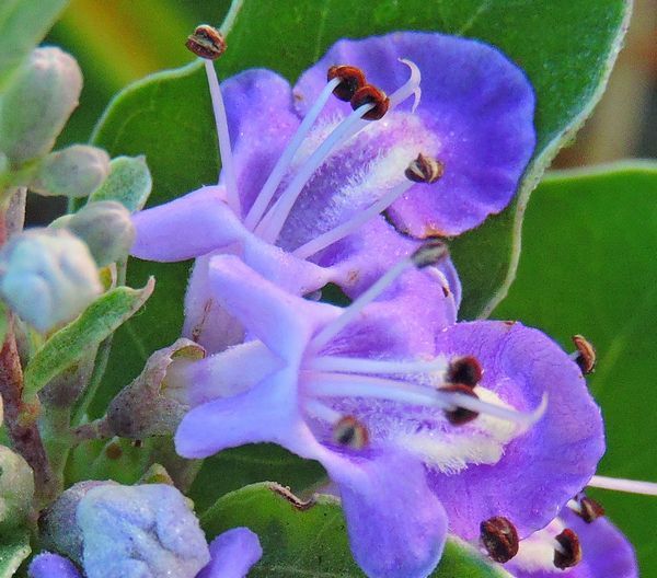 夏の浜の花～ハマゴウ