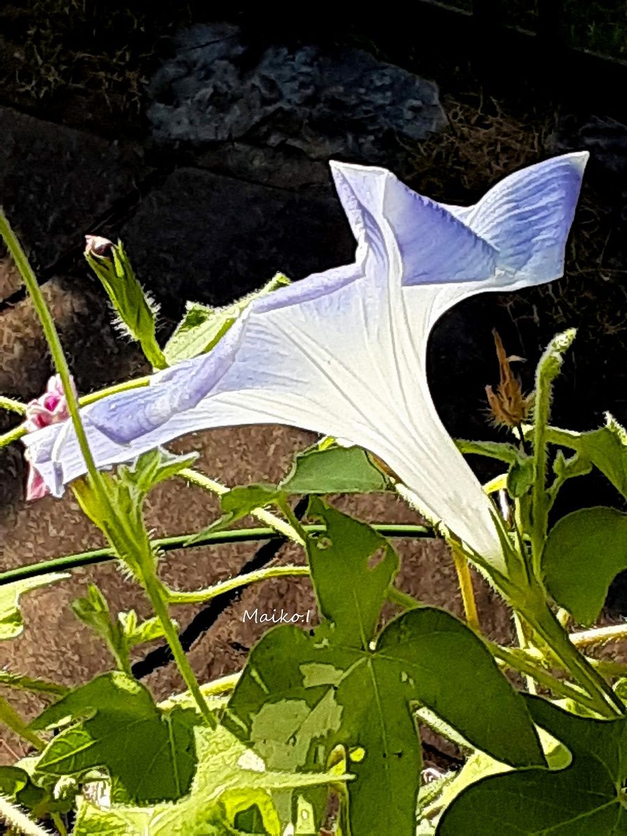 やはり、夏の花。