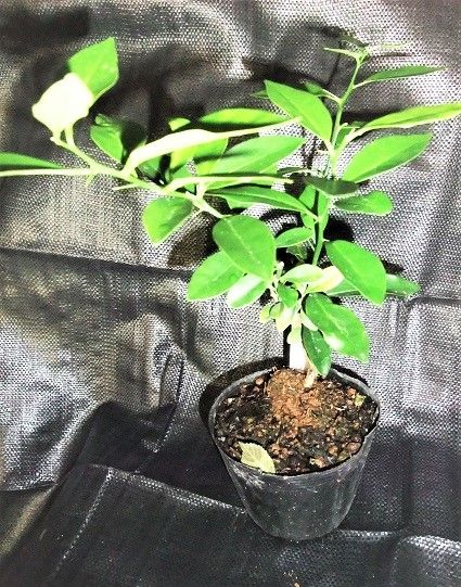 花咲けど実がとまらない鉢植えの『はなゆ（一才ユズ）』