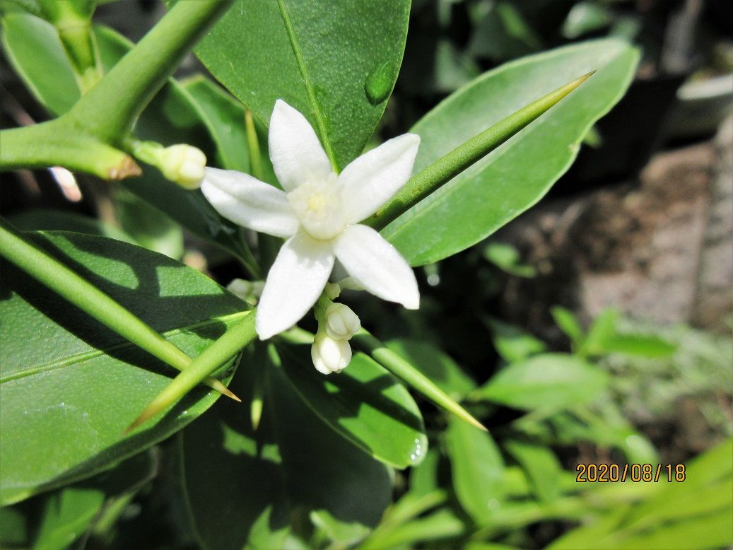 花咲けど実がとまらない鉢植えの『はなゆ（一才ユズ）』