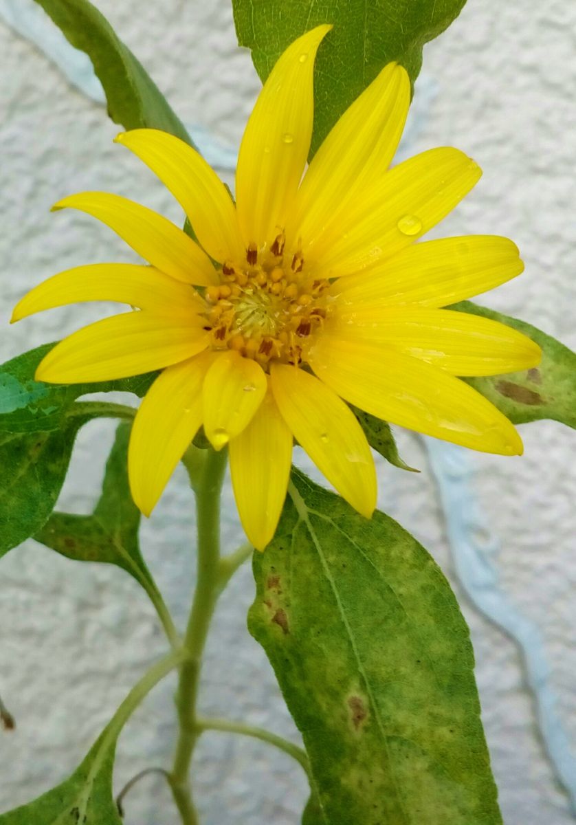 バッタの餌食になった『ひまわり』その後🌻