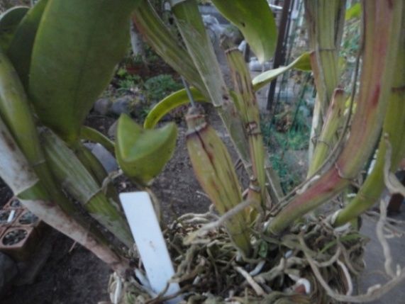 来春植えかえが必要でしょうか？