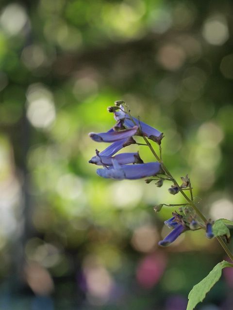 秋の花