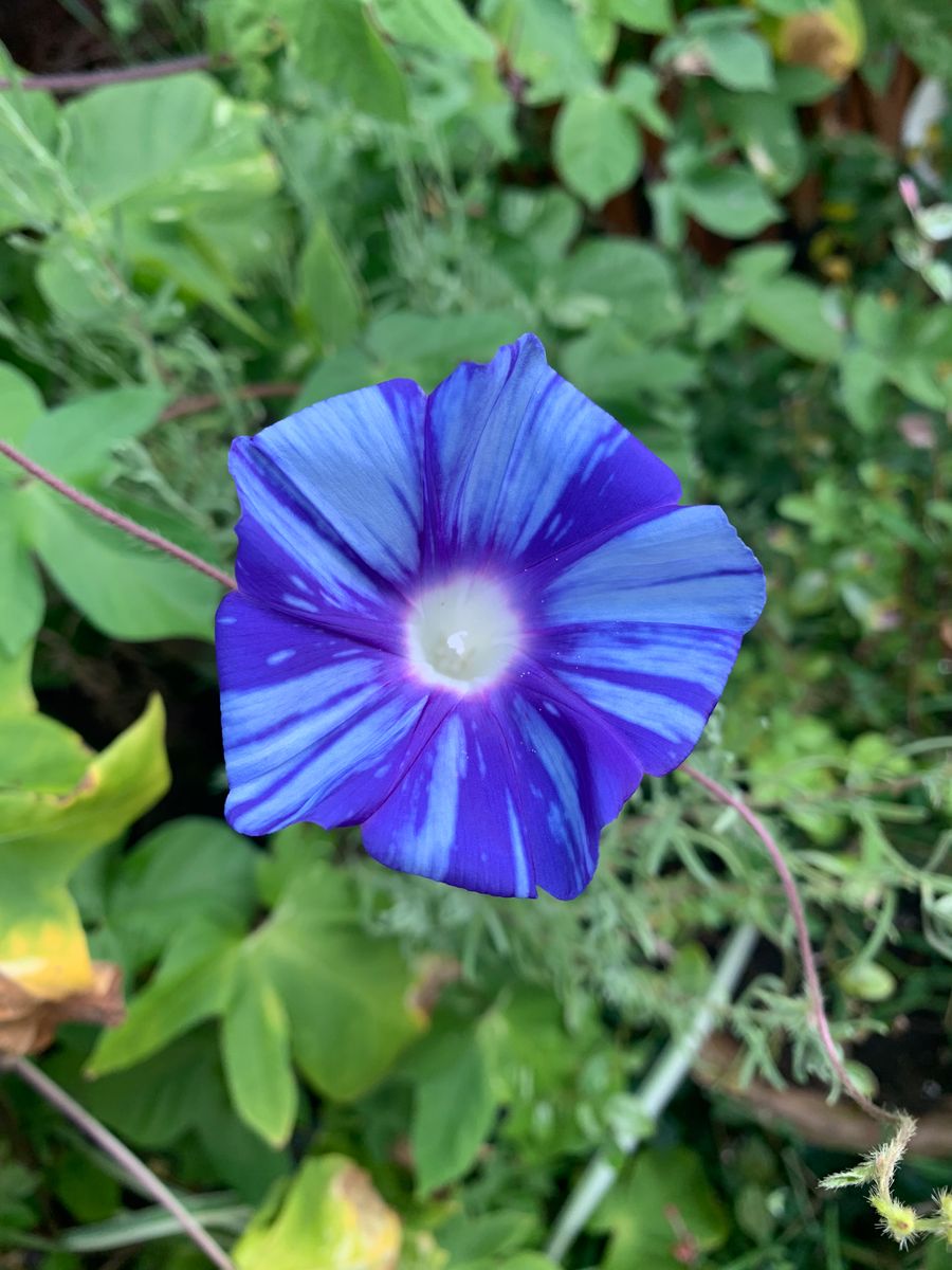 今日のお花達