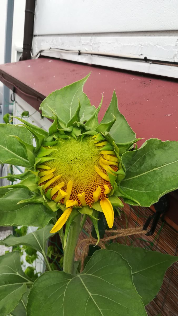 ひまわり🌻タイタン🌻開花間近💕