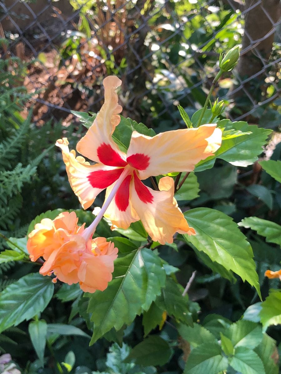 枯れた花もあるよね〜