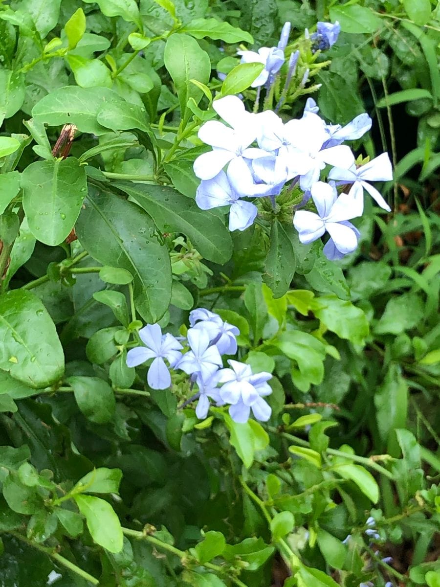 枯れた花もあるよね〜