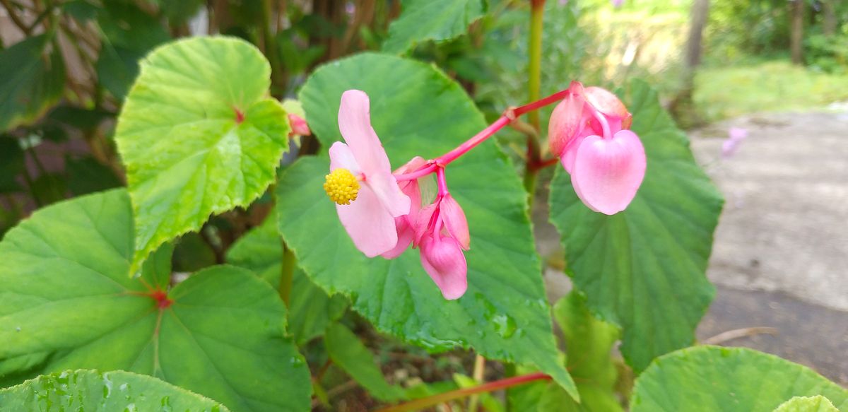 ボチボチ園芸夏の終わり！