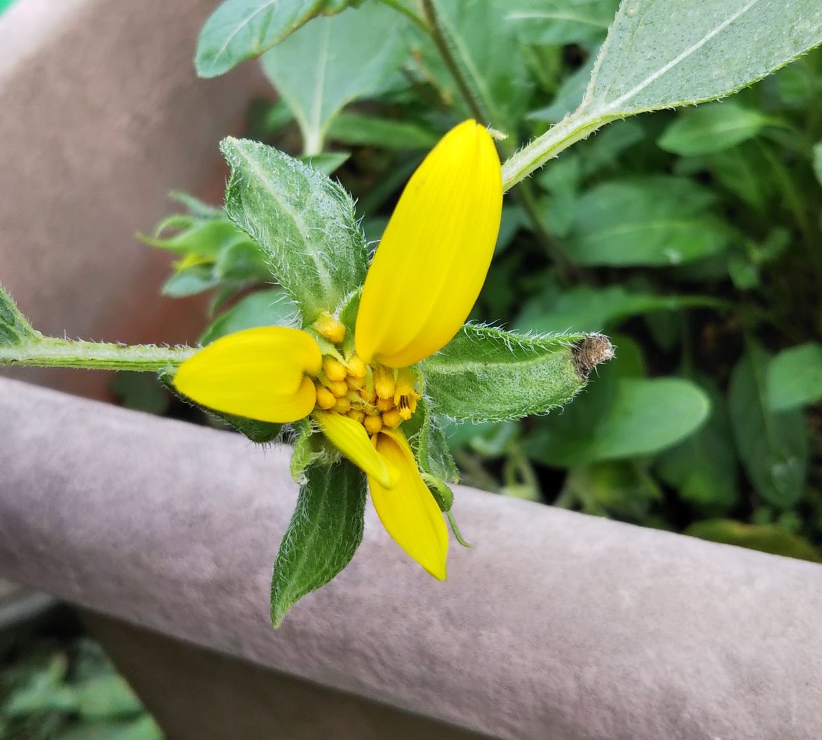 ヒマワリ　倒立君開花