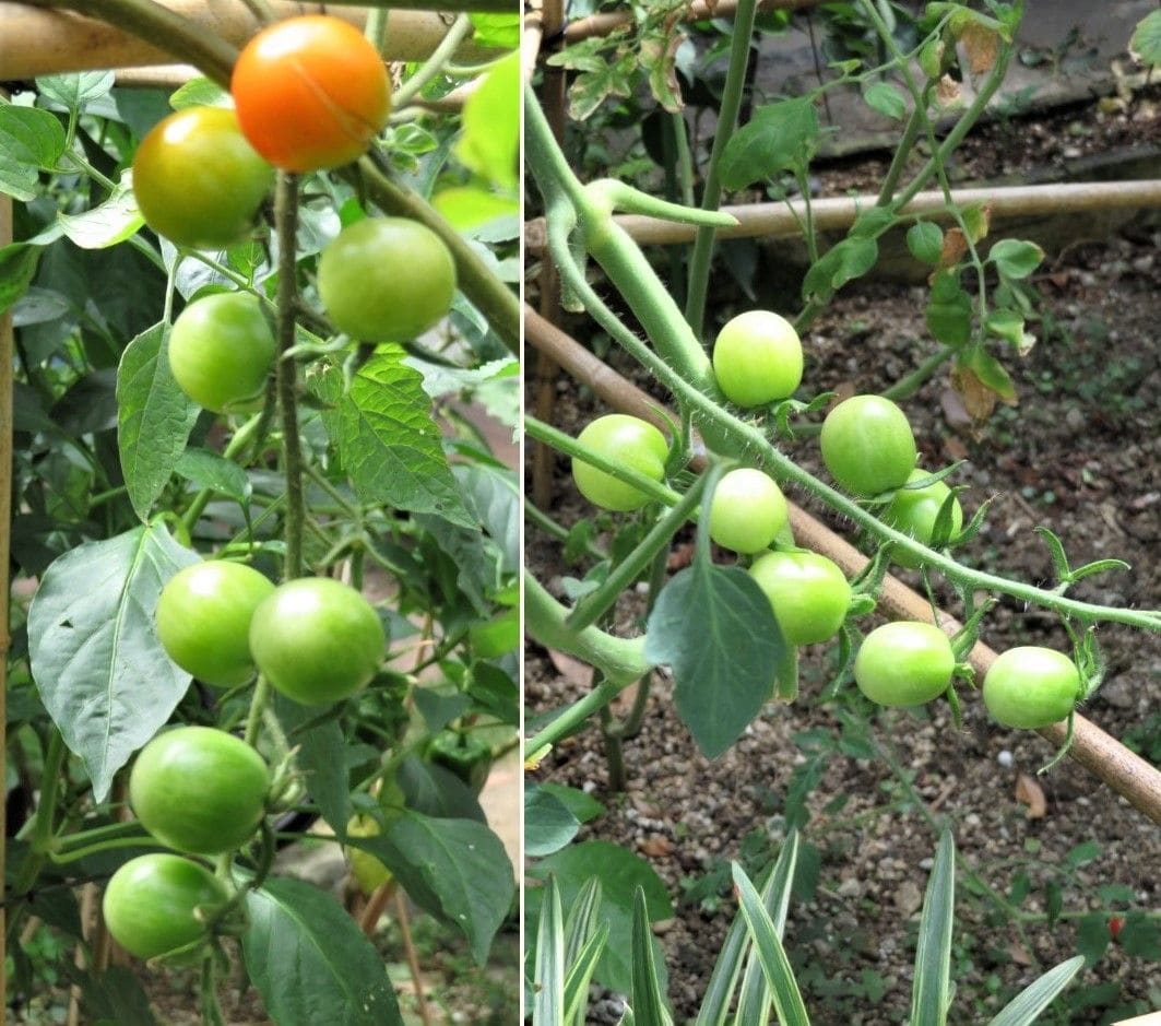 🍅色付くミニトマト🍅