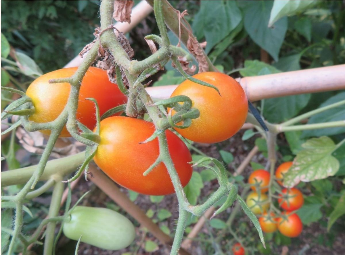 野菜のでき具合い(その9)