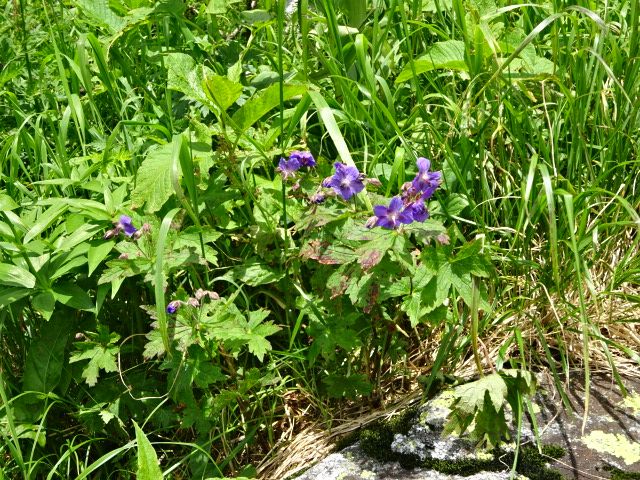 山野草の名前を教えていただく・・・。