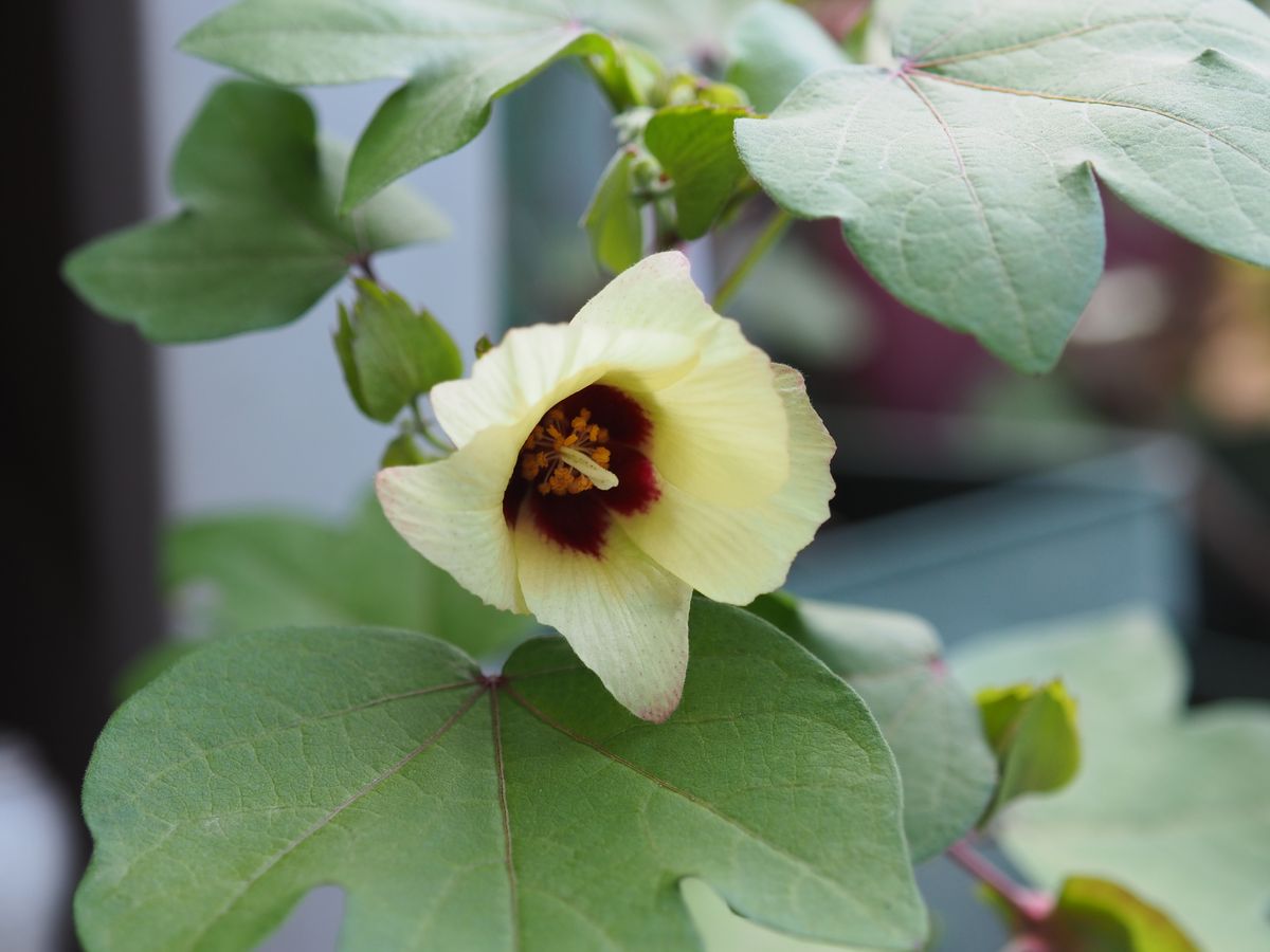 和綿の花から実まで？