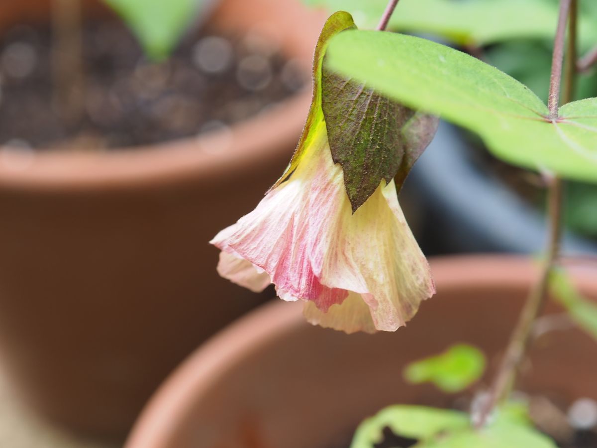 和綿の花から実まで？