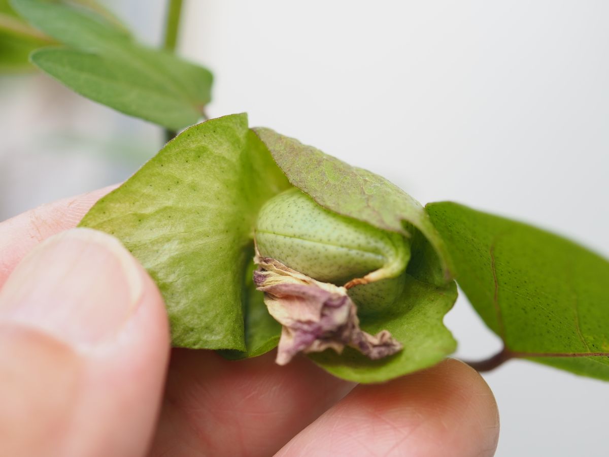 和綿の花から実まで？