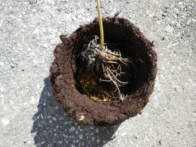 チベタヌスを小山飾りで植えかえました。②