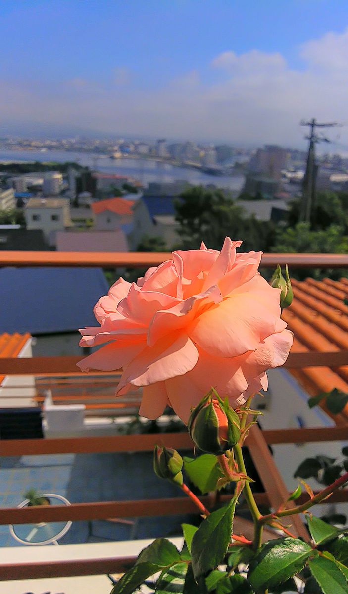 朝の薔薇🌹