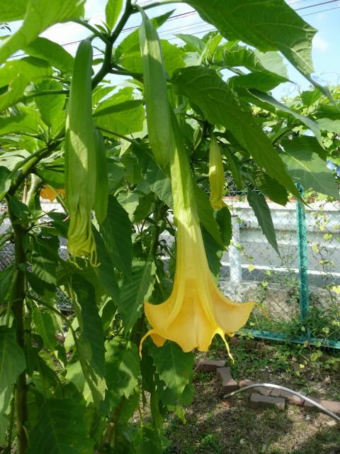 小学校の植物