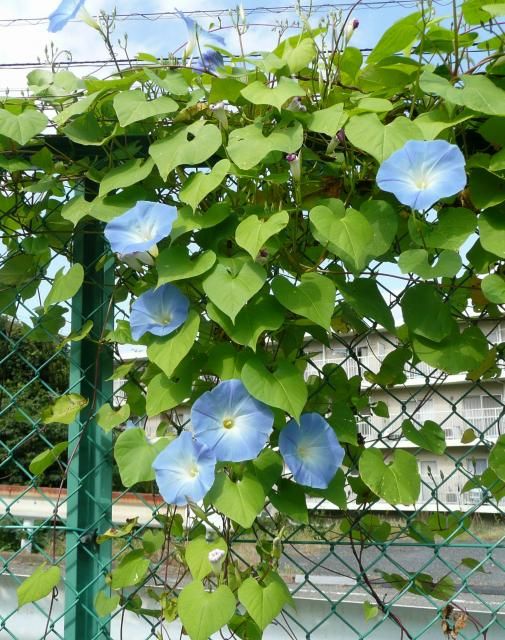 小学校の植物