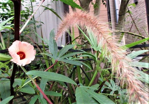 やっと季節がやってきました！！🌺