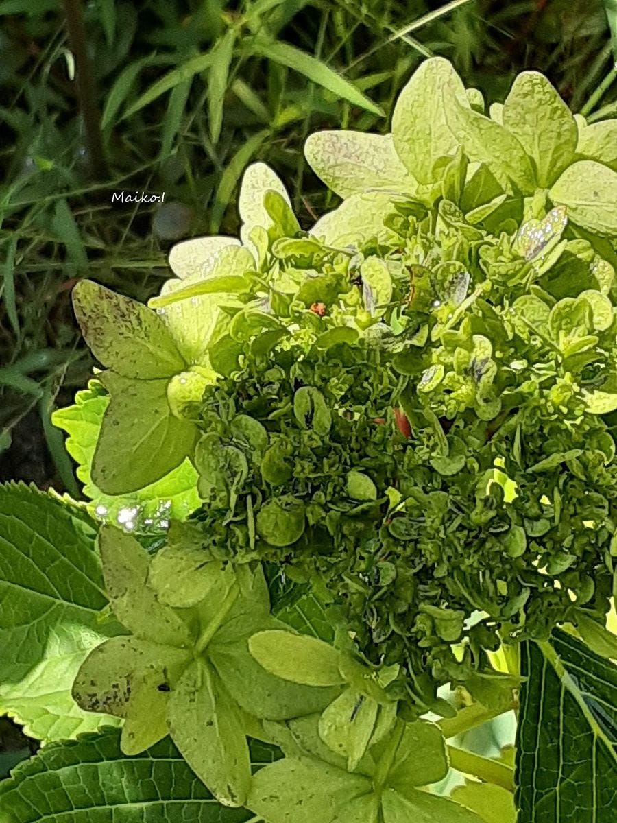 晩夏の紫陽花