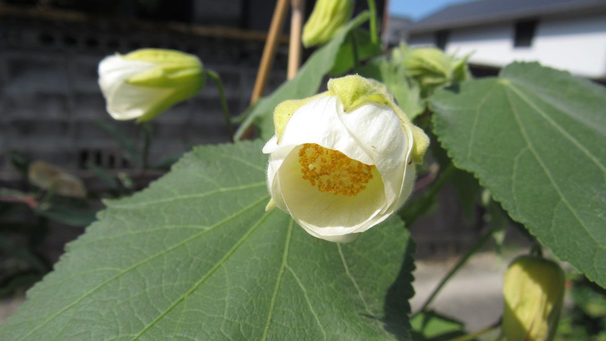 チョット影の薄くなったアブチロン