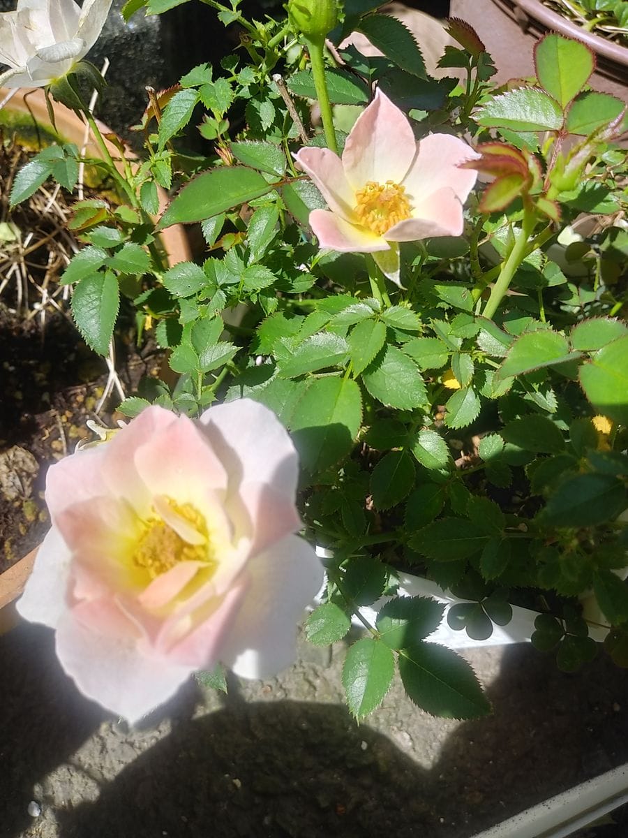 ミニバラ🌹オプティマチュチュきれいな花になりました😁