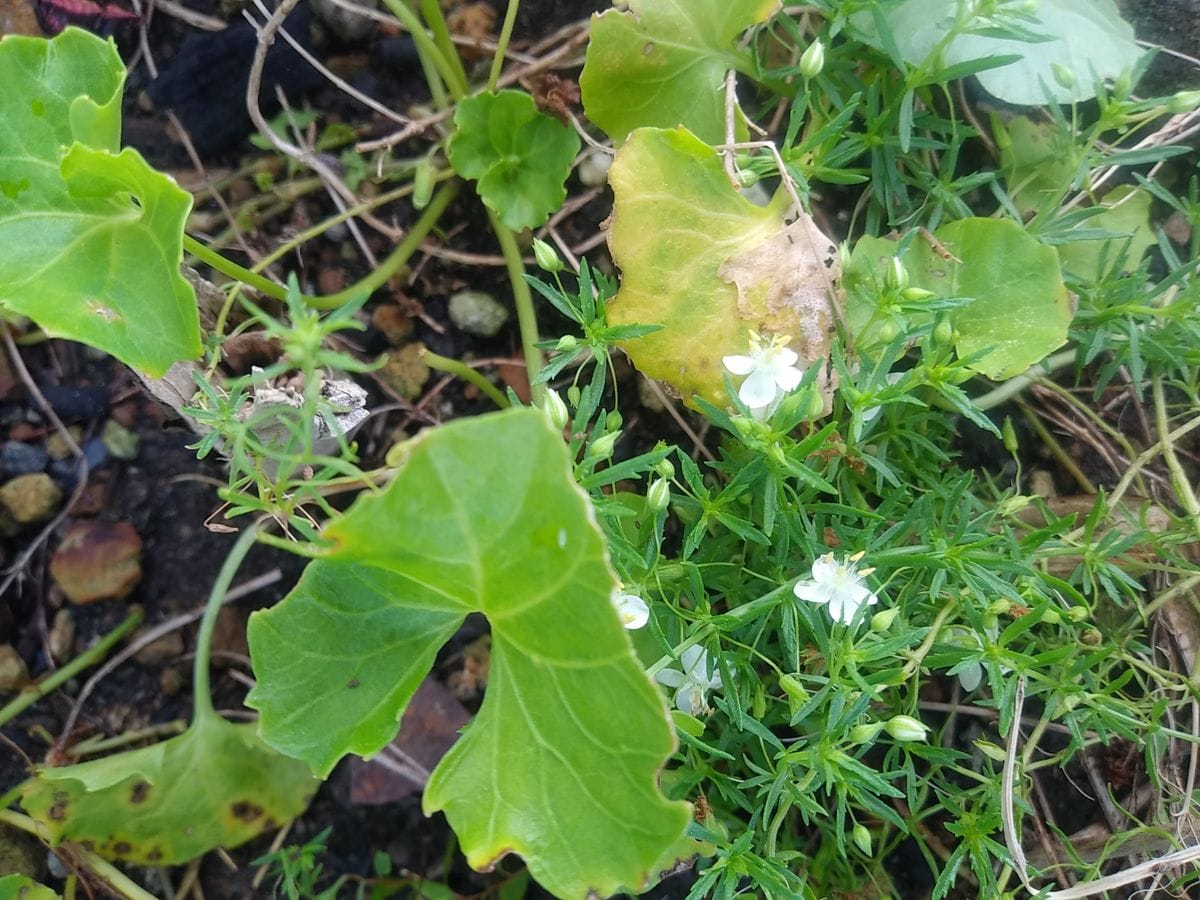 ミニバラ🌹オプティマチュチュきれいな花になりました😁