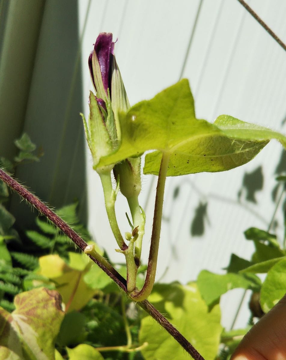 朝顔の脇芽