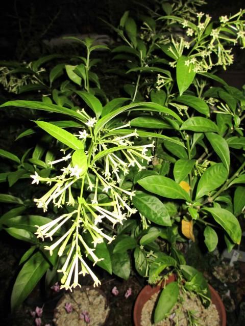 夜に咲く花（夜香木、月見草）