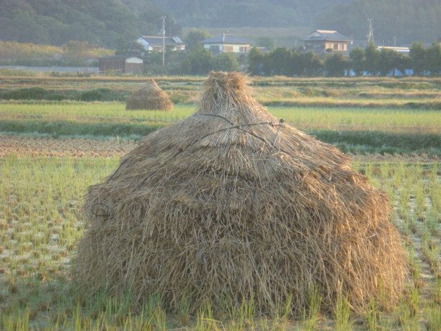 秋の風物詩！