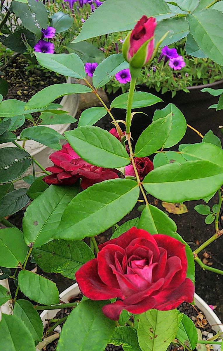 昨日の薔薇🌹②