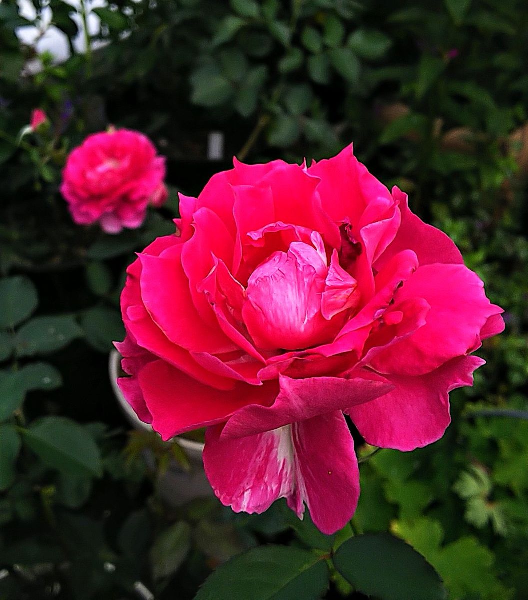 昨日の薔薇🌹②