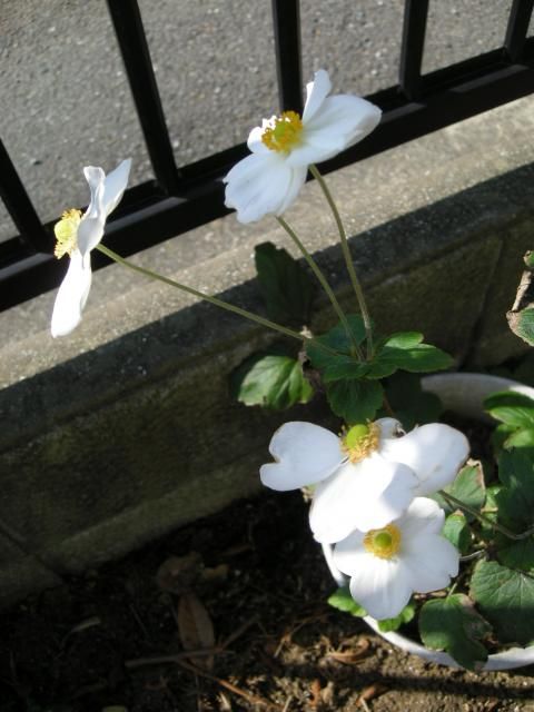 秋に咲く花大文字草サイコー