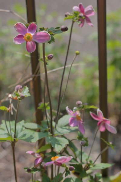 キンポウゲ科の花が咲いたよ