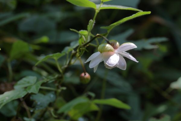 キンポウゲ科の花が咲いたよ