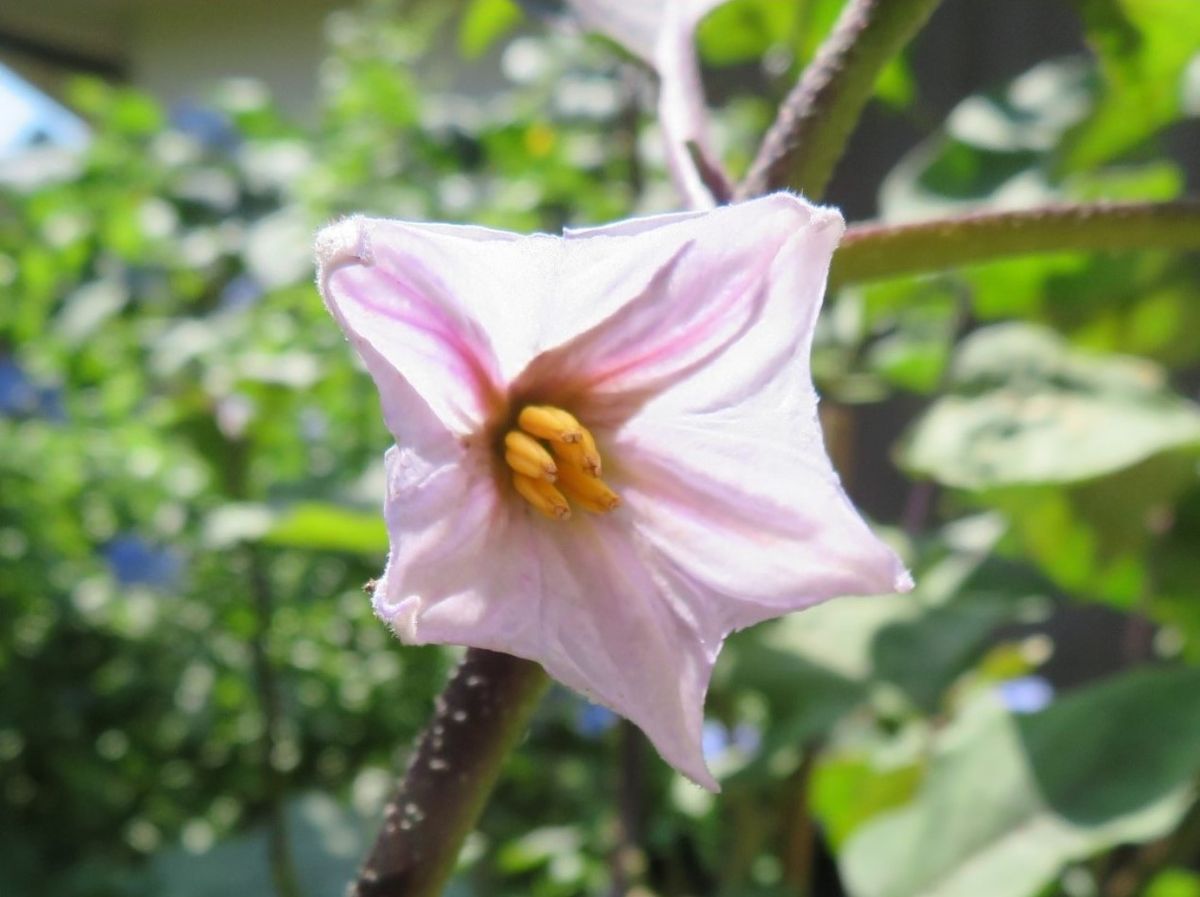 🌻今日の花たち🌻その135