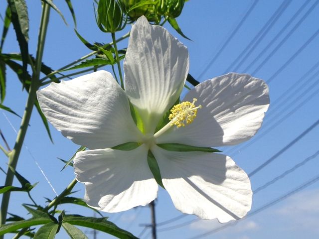 今日の庭より･･･白い花