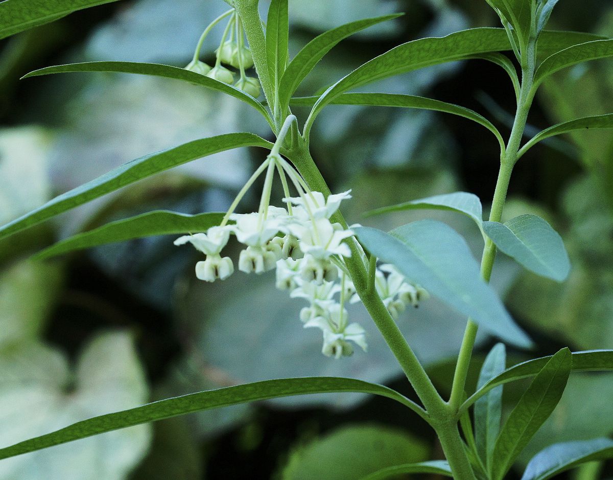 フウセントウワタの花