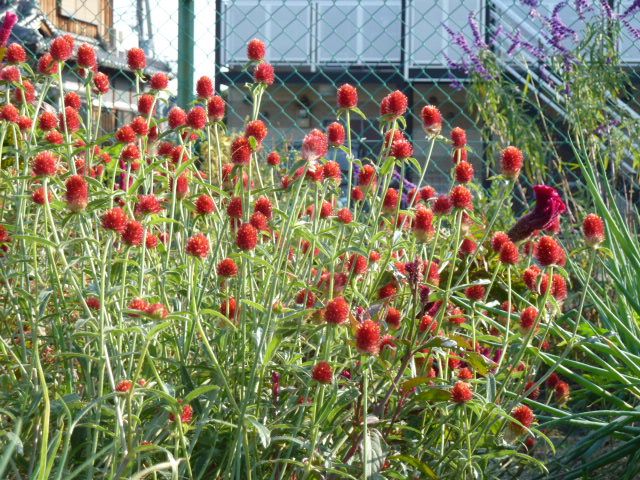 千日草（紅）を眺めて！